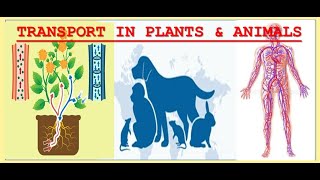 Unit 5 full review Transport in plants amp Animals [upl. by Karolina]