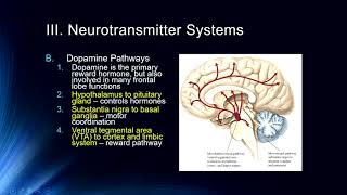 Cog Neuro  Lecture 6 Neurotransmitter Systems [upl. by Tavey]