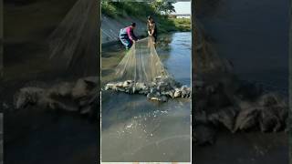 quotInvasive Currents The Rise of Tilapia in Taiwanquottilapia viralvideo [upl. by Slade]