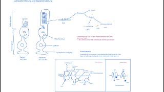 Neurobiologie  Leistungen der Netzhaut Lichtwahrnehmung und Signalverstärkung Fototransduktion [upl. by Ede]