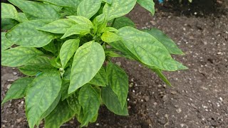 How To Spot amp Fix Magnesium Deficiency In Pepper Plants Epsom Salt Fish Fertilizer CalMag Sulfate [upl. by Eusassilem]