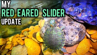 My Red Eared Slider Turtle Update  Imrans World [upl. by Alor]