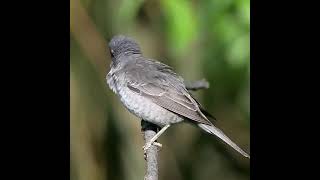 Barred warbler [upl. by Leynad436]