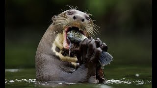 Nutria Gigante Comiendo Pescado  Giant Otters Eating Fish [upl. by Munt615]