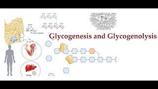 Glycogen Metabolism Glycogenesis and Glycogenolysis [upl. by Suiramaj322]