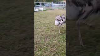 OMG Greater Rheas with the zoomies ♥️ cuteness overload kevin [upl. by Paulson305]