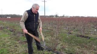 Pruning Young Middle Aged and Old Bluberry Plants  Indiana Berry [upl. by Rhys]