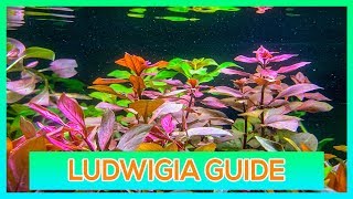 LUDWIGIA REPENS OVALIS SP RED  EASY STEM AQUARIUM PLANT GUIDE [upl. by Assirahc]