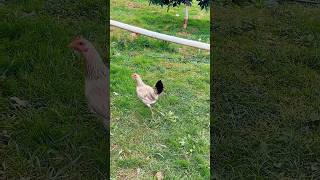 👑gallinas gallinasandgallos gallinasfelices gallina parati automobile shorts fyp [upl. by Russian]