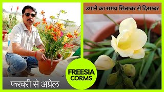 freesia ko bulb se kaise grow kare  freesia ke liye potting mix kaise banayen [upl. by Stricklan]