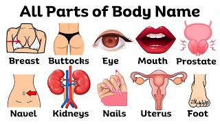 Parts of the Body in English  Basic parts of body  Listen And Practice bodyparts learnenglish [upl. by Juliana533]