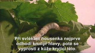 Proměny bource morušového aneb Jak rostu  Silkworm [upl. by Chee409]