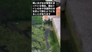 育て方を間違えた猫がとる行動＃１０／水を飲む場所にこだわる shorts cat 保護 [upl. by Efram]