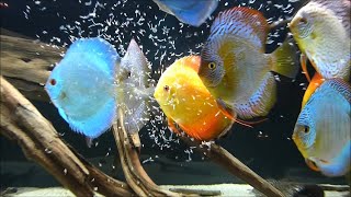 DISCUS FISH DISEASES Discus Fish Diseases That Cause Your Fish To Look Thin and Weak [upl. by Gervase]