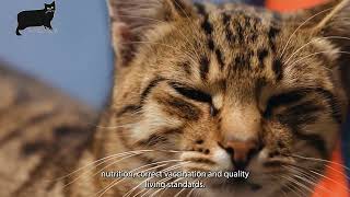 Bengal cat care and features [upl. by Olaznog762]