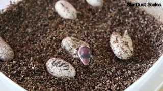 Leopard Gecko Hatching [upl. by Fiel667]