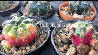 ยิมโนแดมซิไอด่าง Gymnocalycium Damsii ยิมโนแม่ลูกดก ยิมโนลูกชุบ [upl. by Langbehn]