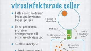 Tredje försvarsnivån Vita blodkroppar och immunitet [upl. by Ahsemak]