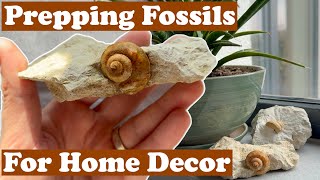 Prepping fossils for home decoration 2 [upl. by Hseham612]