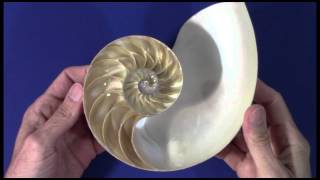 The Golden Ratio Nautilus [upl. by Nappy]