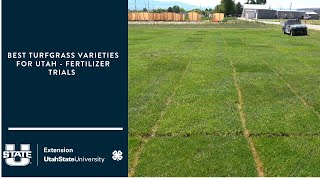 Best Turfgrass Varieties for Utah  fertilizer trials [upl. by Ledniahs]