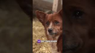 Émouvante histoire dun chiot et dune vache  Le lien indéfectible entre eux shorts chien vache [upl. by Etnuhs]