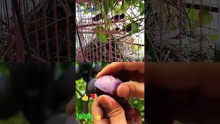 quotFruitful encounters feathered friendsquotyoutube youtubeshorts fruit duet nature ytshortsviral [upl. by Oironoh]