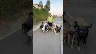 DOGEXJust a Day in the Life of a dogwalker with poop dogreaction dogsocialization dogobedience [upl. by Seitz]