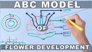 ABC Model of Flower Development [upl. by Hamish]