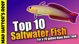 Top 10 Saltwater Fish for a 20 Gallon Nano Reef Tank [upl. by Enohpets]