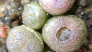 Lithops gracilidelineata ssp gracilidelineata cv quotCafe au Laitquot C309A First Leaves and Time Lapse [upl. by Gill]