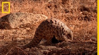 Muy CURIOSO ¿Cómo se alimenta el PANGOLÍN  National Geographic en Español [upl. by Aicrop]