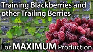 How to Train Blackberries and other Trailing Berries for Maximum Yields [upl. by Ainsworth740]