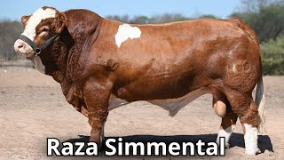 Raza de ganado Simmental La segunda raza mas popular en el mundo [upl. by Hera107]