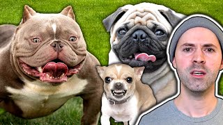 Deformed Dog Breeds That Should Go Extinct [upl. by Acirea]