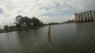 Bent Minnow Lure Swimming Action [upl. by Irok]