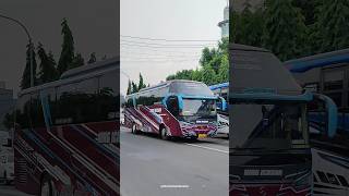 Telolet basuri po king ichsan jasmine busmania bus shorts [upl. by Klinger]