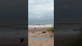 Noordzee🏄‍♂️October 2024belgium shorts [upl. by Fagaly]