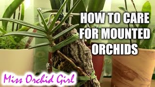 How to care for mounted orchids [upl. by Rramel]