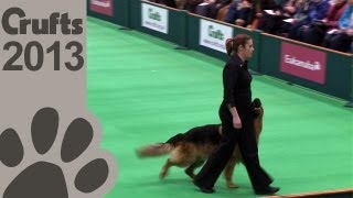 Obedience Dog Championships  Day 3  Crufts 2013 Jenny Gould amp Zakanja Bitter N Twisted [upl. by Fiorenza337]