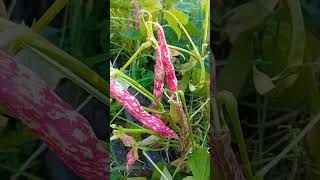 Fagioli borlotti in fase di maturazione farming nature [upl. by Anirtac]