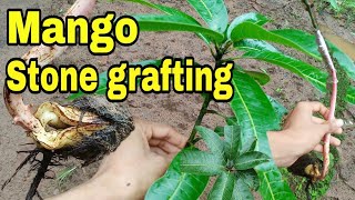 Stone grafting double grafting in mangoEpicotyl grafting mango grafting 100 success method [upl. by Keelia]