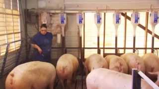 Inside a Cargill pig barn [upl. by Aztilem]