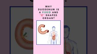 Why duodenum is a fixed and ‘C’ shaped organ Anatomy of duodenum shorts duodenumanatomy [upl. by Luna469]