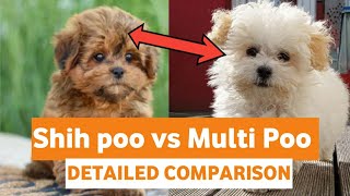 Shih Poo vs Maltipoo – An InDepth Comparison Of Both Dog Breeds [upl. by Nagard]