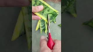 Snake plant propagation snakeplantpropagation plants gardening [upl. by Whipple17]