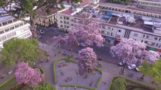 Ocobos de Ibagué con un dron [upl. by Einot]