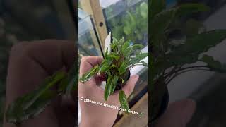 Cryptocoryne Wendtii Green Gecko plants aquarium paludarium [upl. by Ettelimay445]