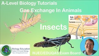 Gas Exchange in Insects Tutorial AS Biology WJEC EDUQAS [upl. by Outhe718]