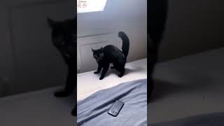 usa cat cats cutecat catlover catsoftiktok fyp foryou foryoupage funny fypシ funnycat [upl. by Spearman]